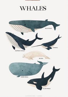 an image of whales in different colors and sizes, with the words whale's above them