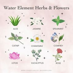 Herbal Flowers, Herb Magick, Witch Mountain, Magickal Correspondences, Science Infographics, Hubble Bubble, Work Vision Board, Cleansing Energy