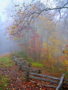 a foggy autumn day in the woods with fallen leaves on the ground and a split rail fence