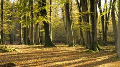 the sun is shining through the trees and leaves on the ground in an autumn forest