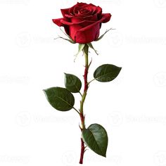 a single red rose with green leaves