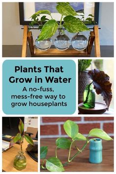 plants that grow in water and have no - fuss, mess - free ways to grow houseplants