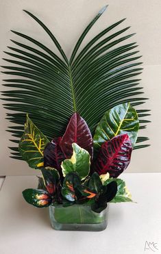 a green plant with red and yellow leaves in a square glass vase on a table