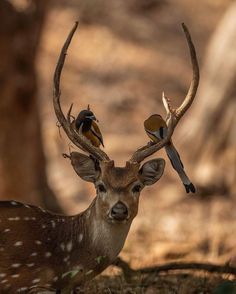 two birds perched on the back of a deer's head