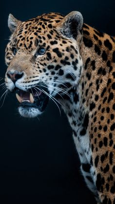 a large leopard with its mouth open and it's teeth wide open on a black background