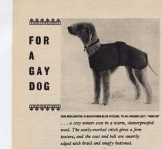 an old advertisement for a dog wearing a sweater with the words for a gay dog on it