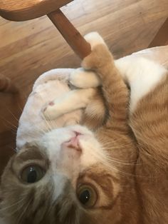 an orange and white cat laying on top of a wooden floor next to a chair