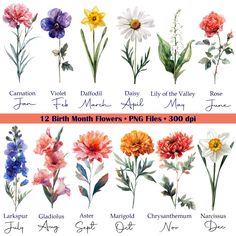 the 12 birth month flowers png files - 300px jpljt