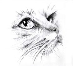 a black and white drawing of a cat's face