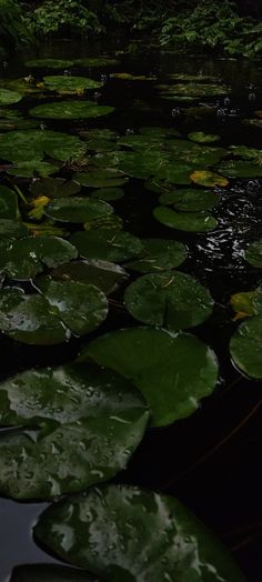 lily pads floating on the water in a pond