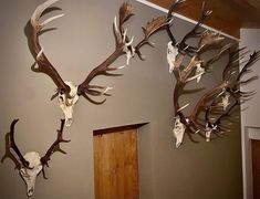 three antlers mounted on the wall in a room