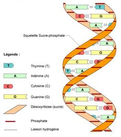 a diagram of the structure of a protein