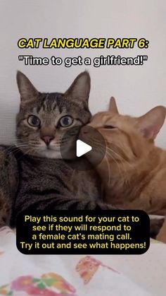 two cats laying on top of each other with the caption cat language part 6 time to get a girlfriend play this sound for your cat to see if they will respond