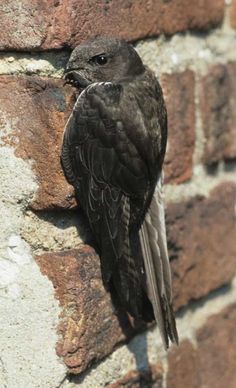 a bird perched on the side of a brick wall