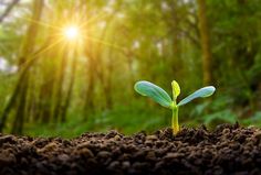 a young plant sprouts from the ground in front of trees