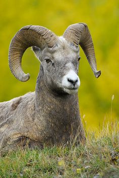 a ram with large horns laying in the grass