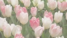 many pink and white tulips in a field