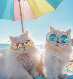 two white cats wearing sunglasses sitting on the beach under an umbrella and looking at the camera