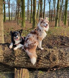 two dogs are sitting on a log in the woods