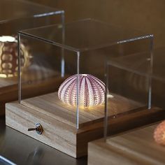 three different types of sea urchins in glass cases