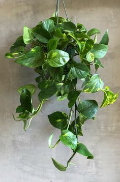 a green plant hanging from the side of a wall