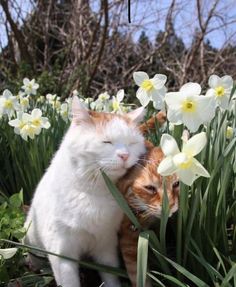 an orange and white cat laying on top of a grass covered field next to flowers