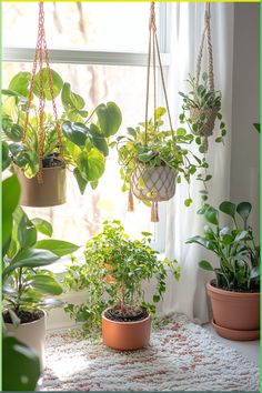 several potted plants hanging from hooks in front of a window