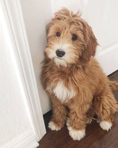 a small brown dog sitting next to a door