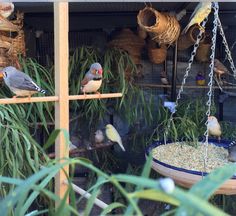 several birds are perched on bird feeders in a caged area with plants and hanging baskets