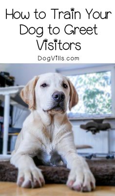 a dog laying on the floor with text overlay that reads how to train your dog to greet visitors