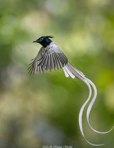 a bird flying through the air with it's wings spread out and its tail extended