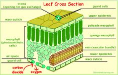 the cross section is labeled in green and contains plants, rocks, and other things