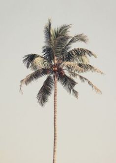 a tall palm tree sitting on top of a lush green field under a gray sky