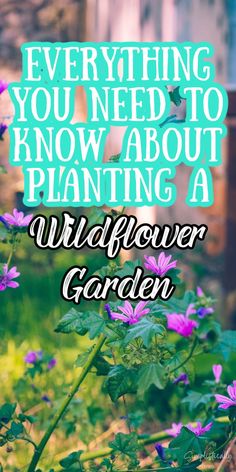 purple flowers with the words, everything you need to know about planting a wildflower garden