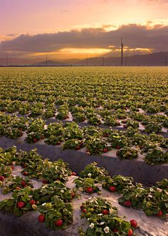 the sun is setting over a field full of strawberries and other fruit growing on it