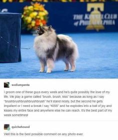 a dog standing on top of a blue carpet