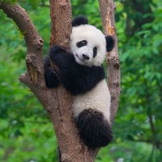 a black and white panda bear sitting on top of a tree