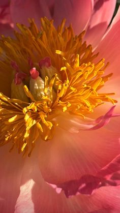 a pink flower with yellow stamens in the center and petals on each side