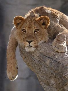 a lion laying on top of a rock next to a tree trunk and looking at the camera