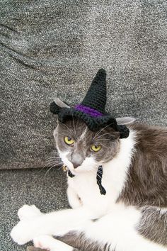 a gray and white cat wearing a witches hat