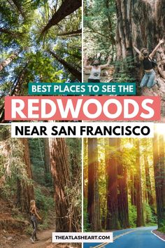 the redwoods near san francisco with text overlay that reads best places to see the redwoods near san francisco