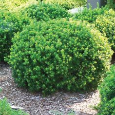 a green bush in the middle of some bushes