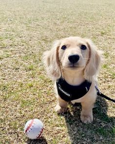 a dog sitting on the ground next to a ball