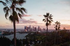 palm trees are in the foreground and a cityscape is in the background