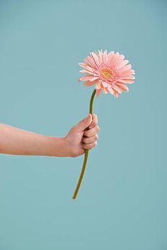 a person holding a pink flower in their hand