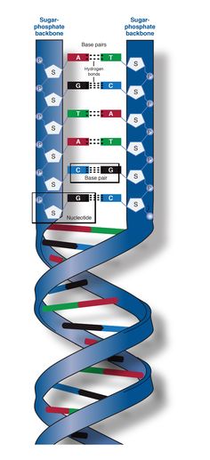 the structure of a human cell is shown in this diagram, with different colors and shapes