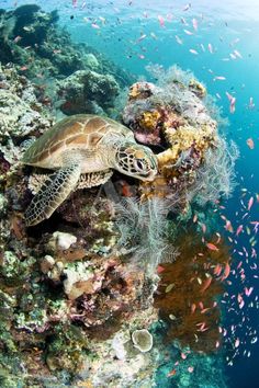 a sea turtle swimming over a coral reef