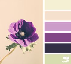 a purple flower sitting on top of a table next to a color swatch with the words flora hues