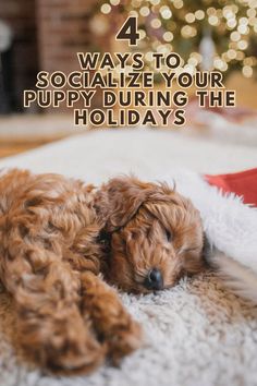 a brown dog laying on top of a white rug next to a christmas tree with the words 4 ways to socialize your puppy during the holidays