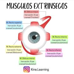 the structure of an eye labeled in spanish